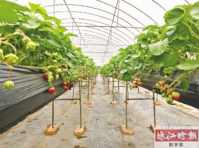 佛山摘果最佳地点,南海周边摘果