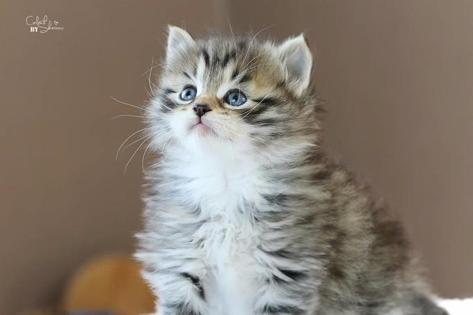 雪乡旅游攻略梦幻雪乡,正宗雪乡攻略