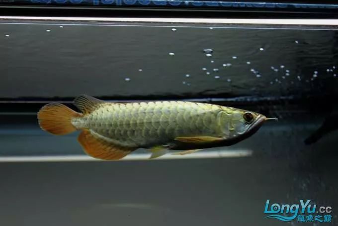 一招教你选龙鱼,龙鱼饲养经验交流