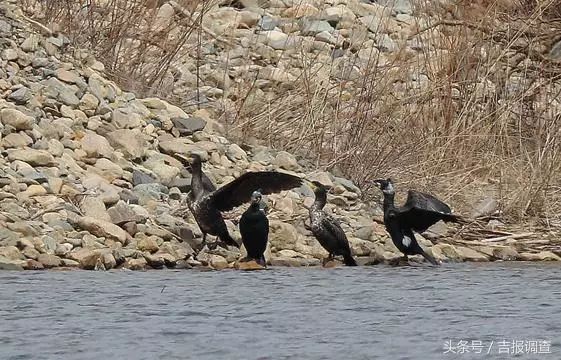 珲春首次发现鸬鹚让摄影师逮个正着