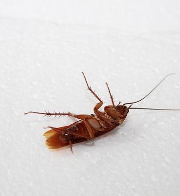 蟑螂最怕什么才能治蟑螂,蟑螂传播的疾病和灭蟑螂方法