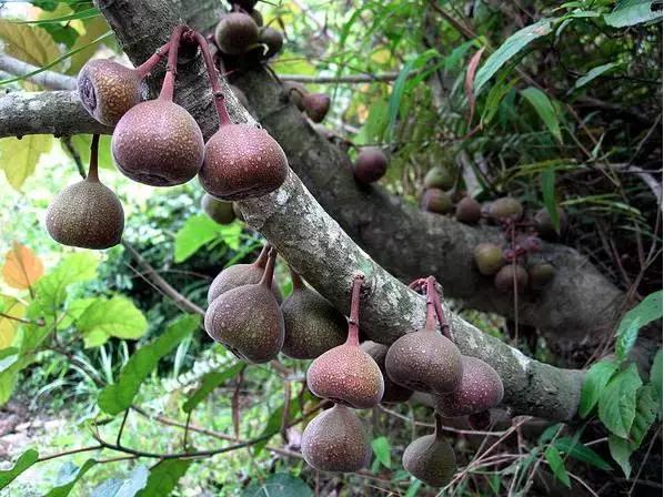 牛奶果不结果怎么回事,牛奶起奶皮子怎么回事