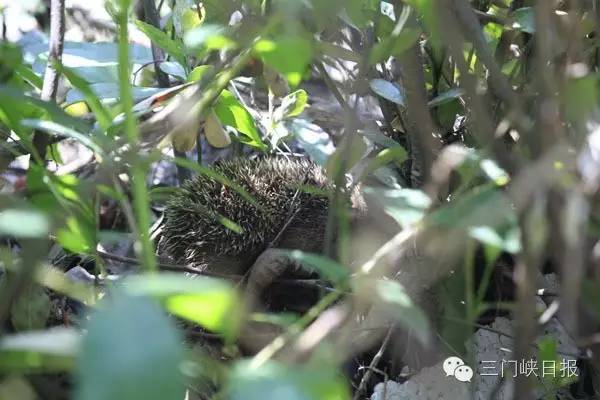小区里发现一只刺猬,小区发现一只刺猬