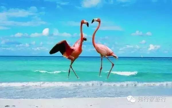 古巴咖啡厅,古巴咖啡店