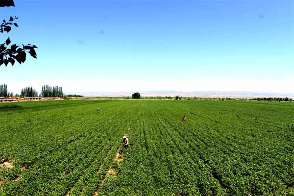 什么叫生态农业,生态农业其实离我们很远