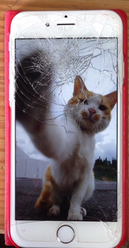 铲屎官回家看到这一幕,铲屎官回家的反应