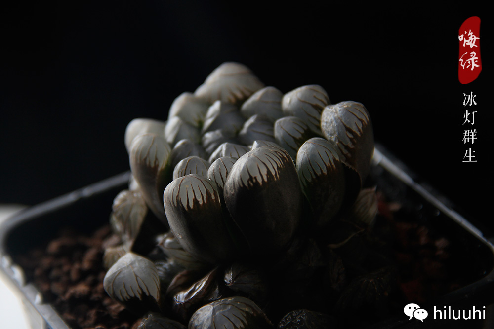 冰灯玉露多肉介绍,多肉冰灯玉露多长时间爆盆