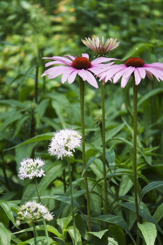 大变焦索尼黑卡,索尼黑卡rx10入门教程和拍照技巧