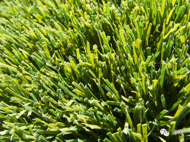 足球场草坪最好的,足球场的草坪是一般的草坪吗