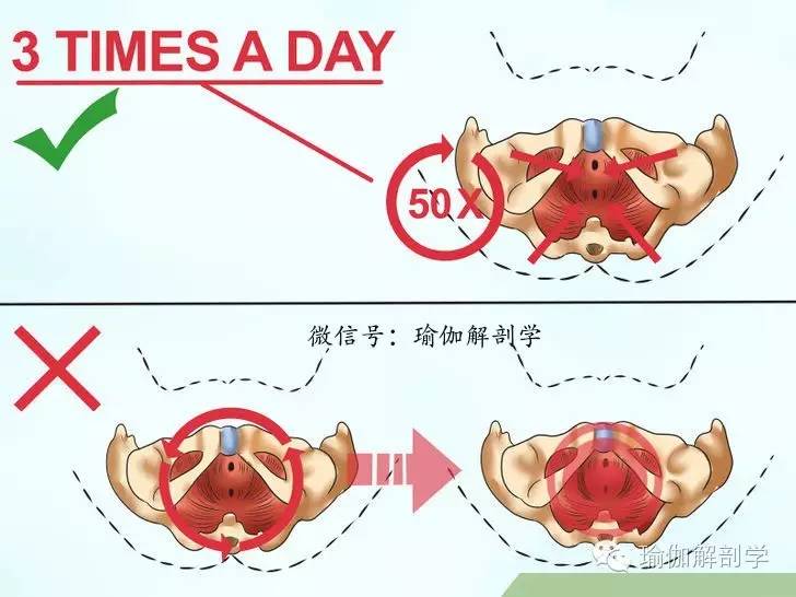 pc肌和骨盆底肌,pc肌训练增强pc肌