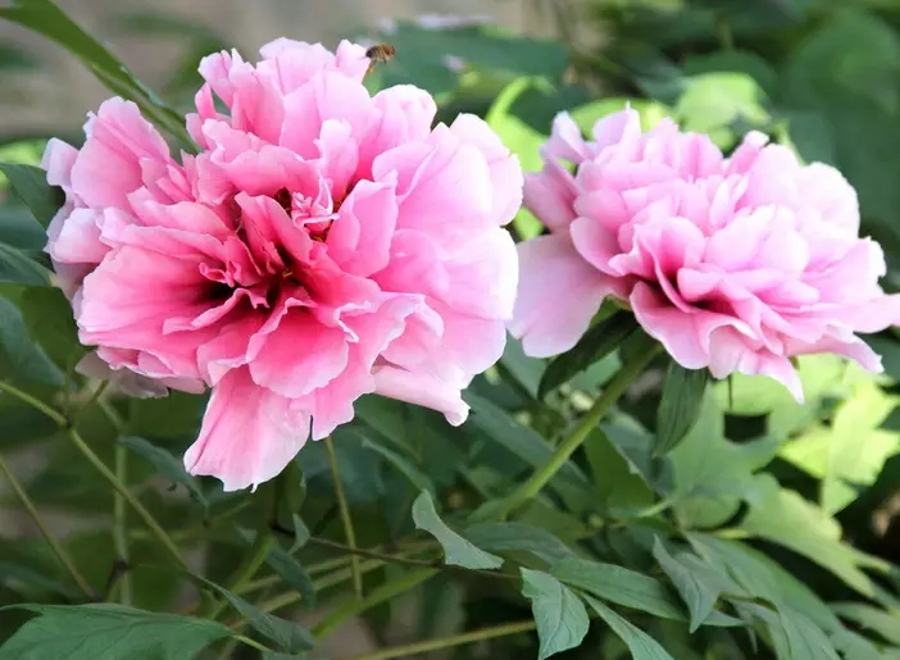 汉字的读音之美,汉字美的偏旁