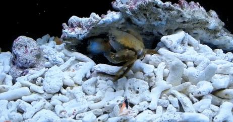 皮皮虾是哪来的和平精英,皮皮虾特性