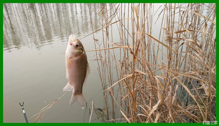 大鲫鱼大鱼,大鲫鱼大鲤鱼