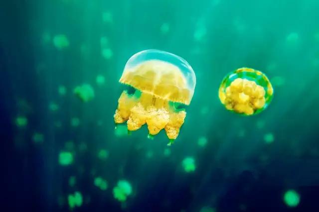 帕劳潜水之旅第三集,帕劳潜水之旅第二部