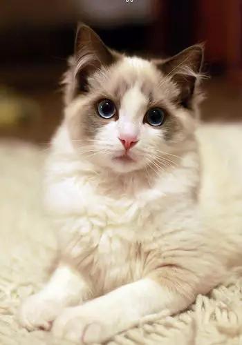 布偶猫最好看的是哪种,布偶猫有哪些比较好的品种