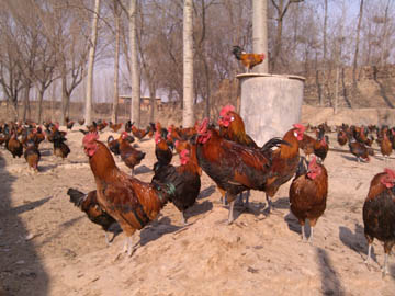 让鸡快速生长用什么药,鸡用什么增料最快