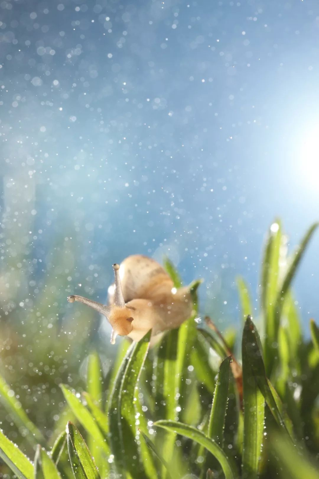 谷雨夜来风雨声花落知多少,花落知多少是谷雨吗