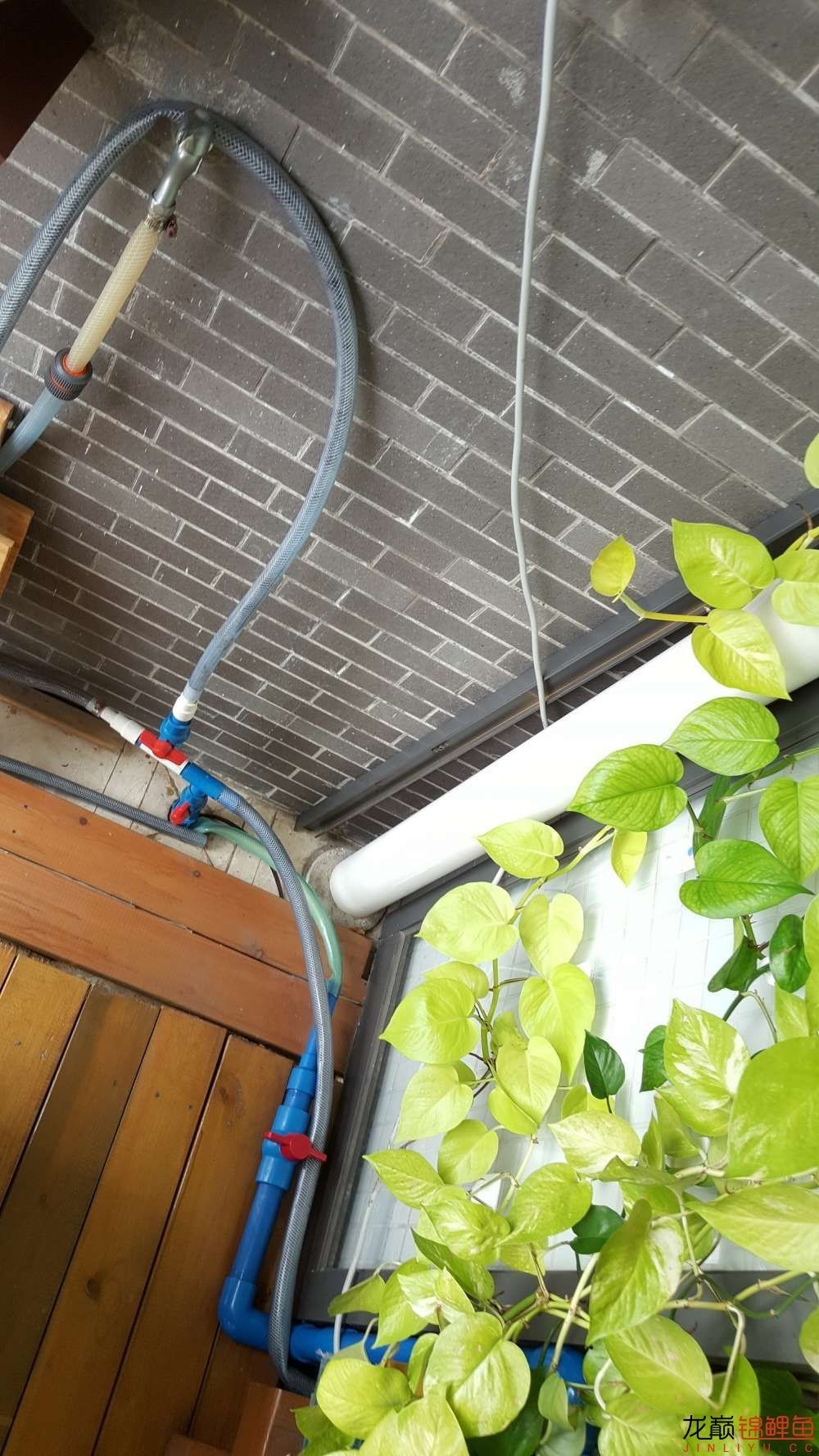 子母生态缸丨庭院深，深，深几许？