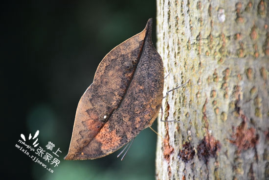 请鉴定：这是不是一片树叶/请投稿：二千奖金可能就是你的,更多