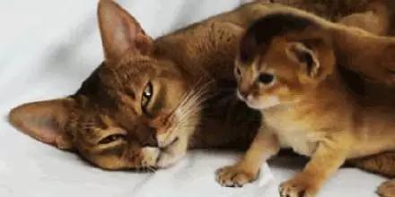 儿童睡觉打呼噜科普,宝宝睡觉为什么会打呼噜