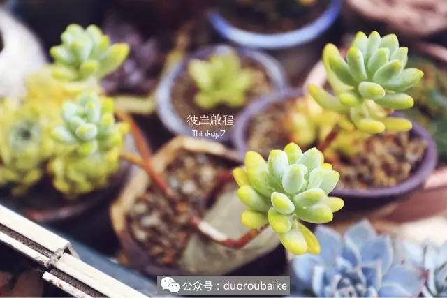 肉肉养在露台夏季要遮阳吗,露养夏天也不遮阳吗