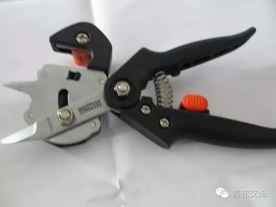 学会这两种嫁接方法，我变成了一个“高技”的花友！