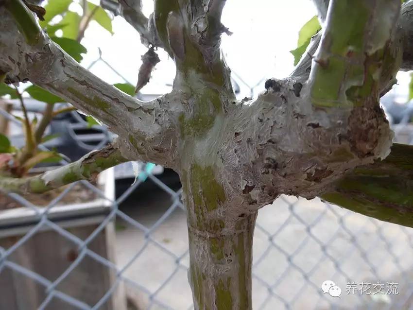 学会这两种嫁接方法，我变成了一个“高技”的花友！