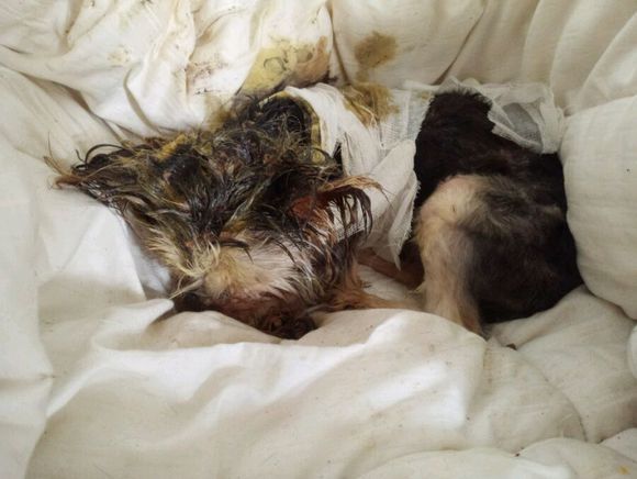 重庆捡到约克夏狗狗,捡破烂的爷爷捡到了一只约克夏