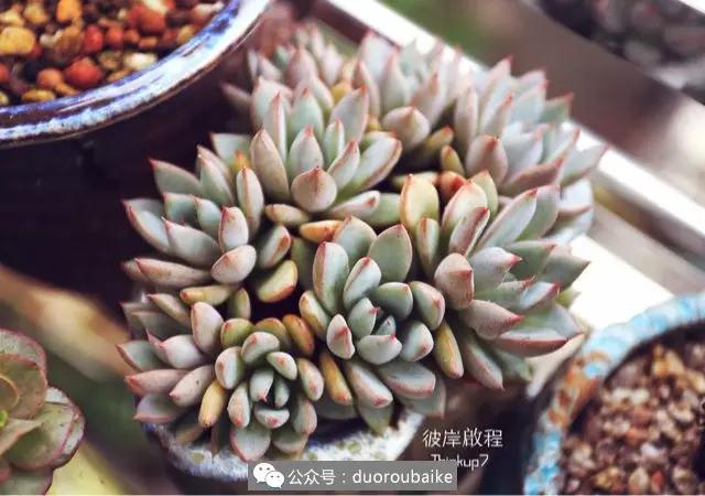 肉肉养在露台夏季要遮阳吗,露养夏天也不遮阳吗