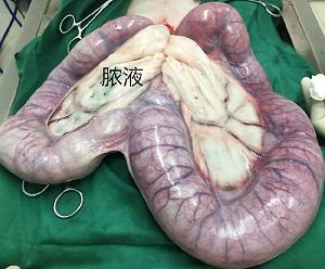 狗狗疑难杂症咨询,狗狗的疑难杂症图片