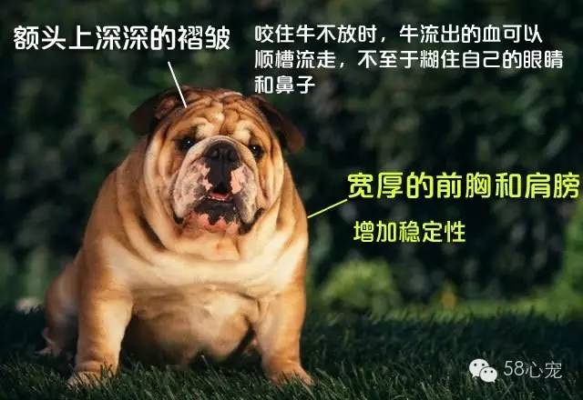 厉害的狗和狮子pk哪个更强,趣说动物小狗