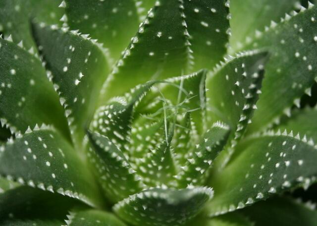 库拉索芦荟养殖方法,芦荟的养殖方法和注意事项