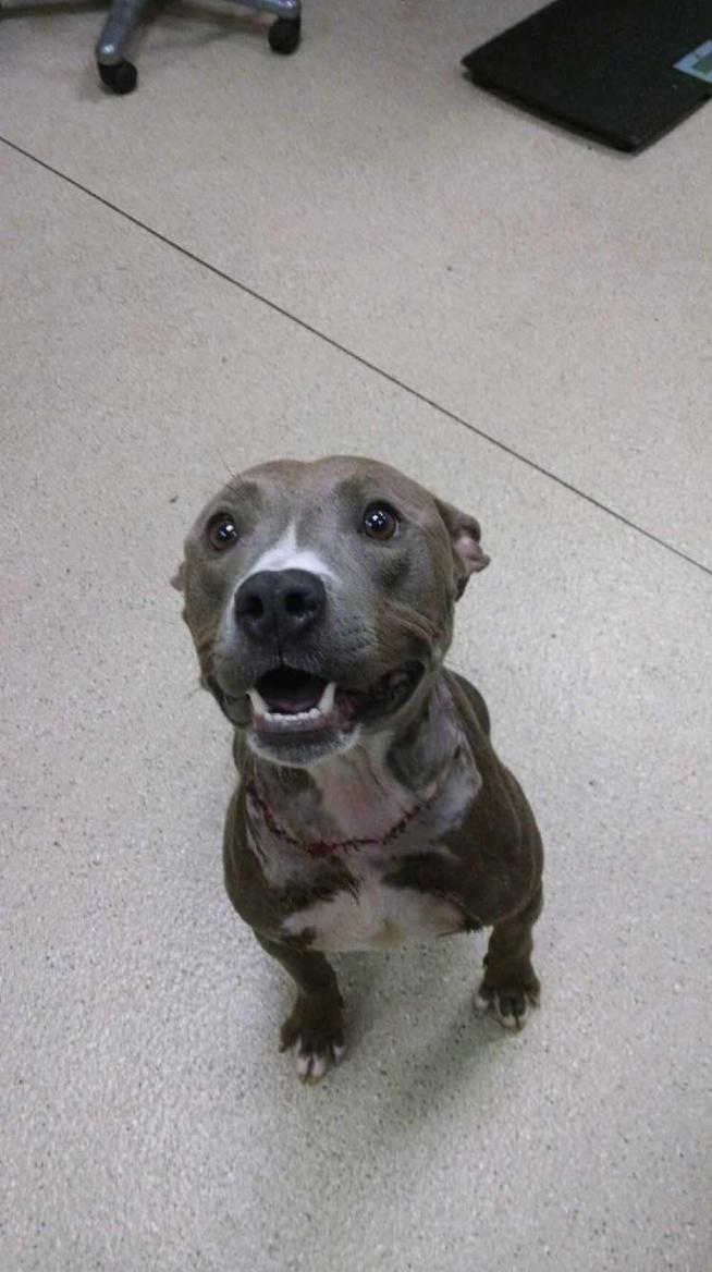 狗狗头被打肿了,狗狗鼻子被蜜蜂叮肿了视频