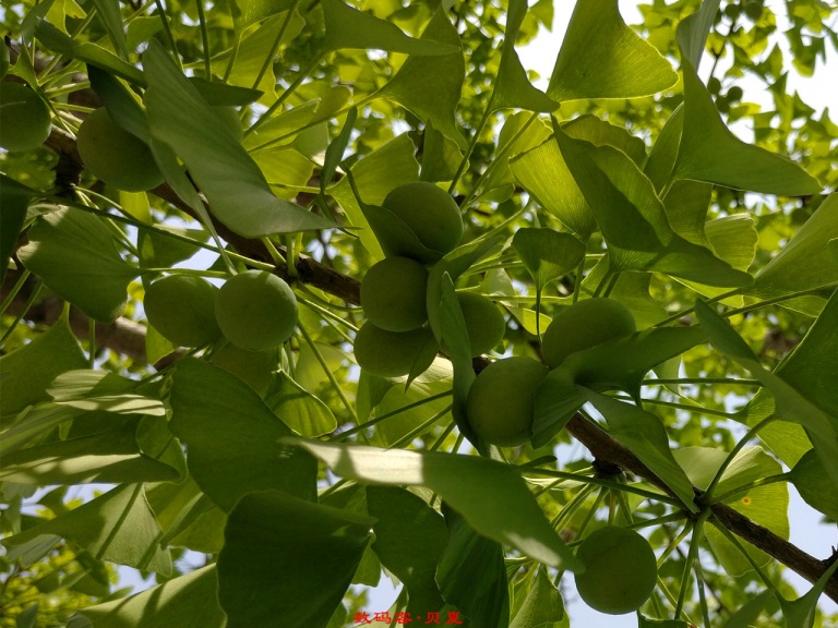 一加3实用功能,一加3手机用后体验