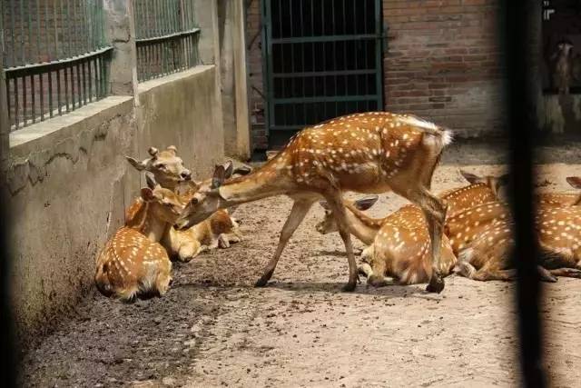 马鞍山雨山湖野生动物园,马鞍山雨山湖动物园白虎