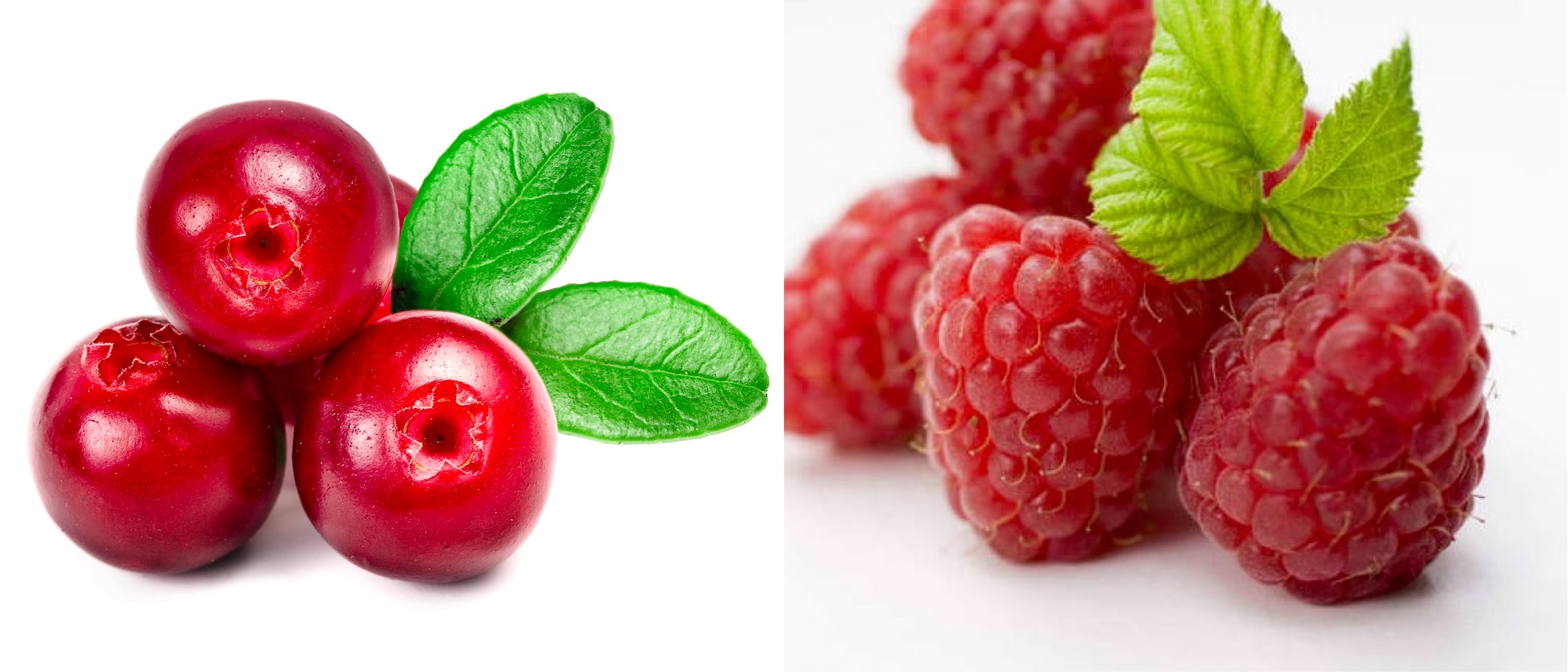 蔓越莓野史,传说中的蔓越莓