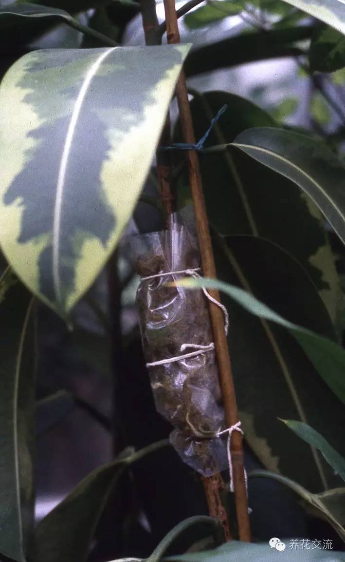 压条法繁殖植物,用压条繁殖的植物