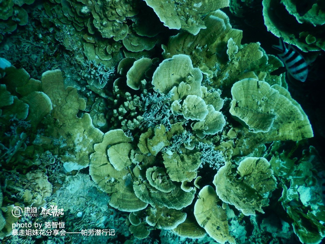 帕劳攻略,帕劳自由行全攻略