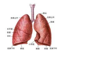你的五脏六腑都在哪个位置,你知道脏腑的位置吗