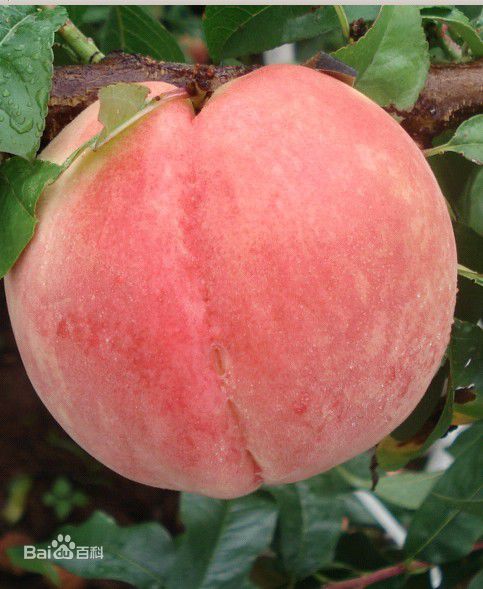 丽江雪桃哪里产的最好吃,丽江雪桃每天吃多少合适