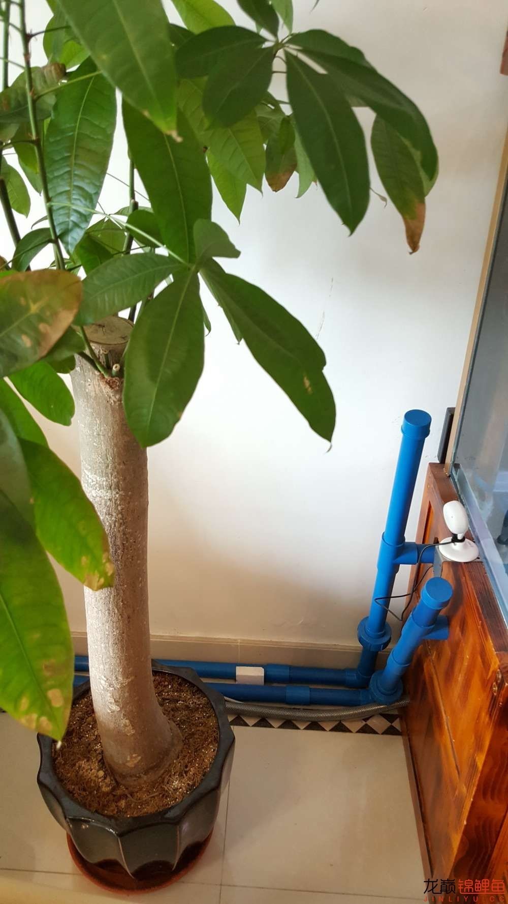 子母生态缸丨庭院深，深，深几许？