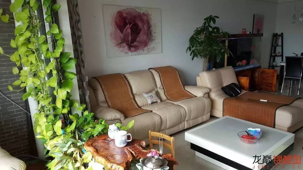 子母生态缸丨庭院深，深，深几许？