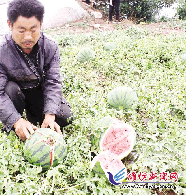 庄稼被冰雹毁了,西瓜绝收毁棚视频