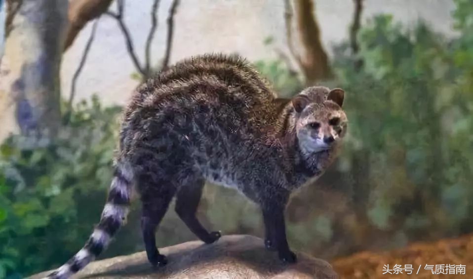 代购骗局朋友圈,朋友圈代购真实案例