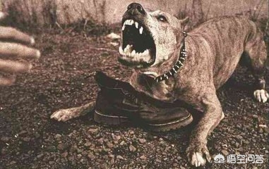 如果疯狗咬你一口你会咬回去吗,如果有疯狗向你冲来怎么办