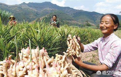 生姜种植技术怎么施肥视频,生姜种植技术和施肥方法视频