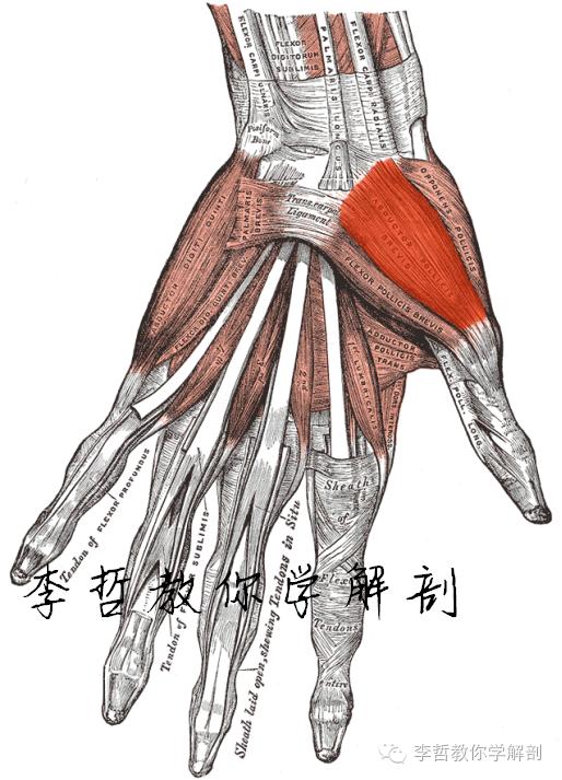 右正中神经在哪里,正中神经手部分支