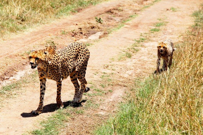 12天肯尼亚动物大迁徙自驾之旅,肯尼亚动物旅行