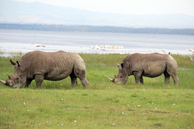 12天肯尼亚动物大迁徙自驾之旅,肯尼亚动物旅行