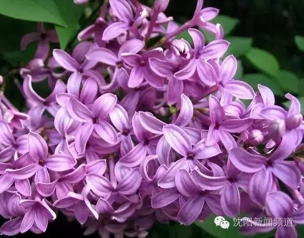 沈阳最新赏花地点,沈阳周边自驾赏花